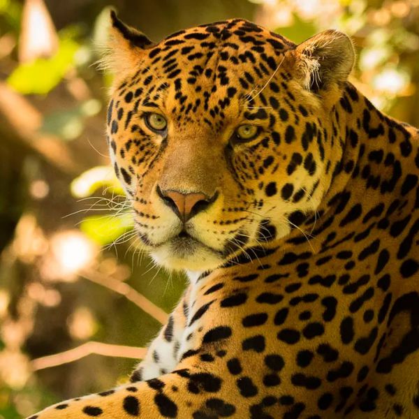 Tours en Manu  desde Puerto Rico